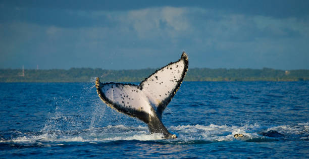 istock The tail of the humpback whale. 683117516