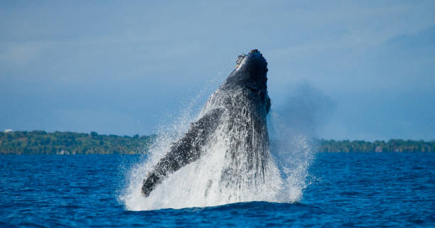 istock Humpback whale jumps out of the water. 683117586