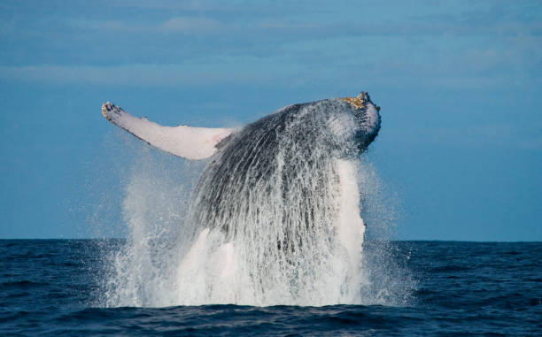 istock Humpback whale jumps out of the water. 683117634