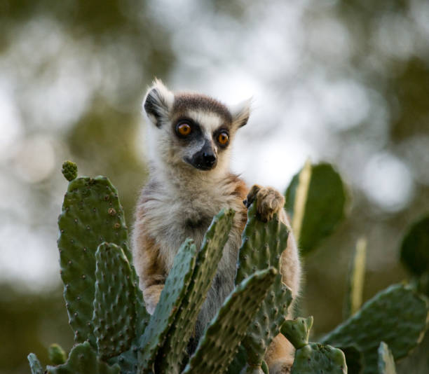 Ring-tailed lemur eating cactus Prickly pear. stock photo