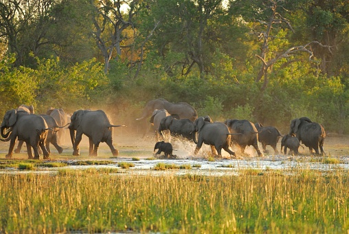 Startled Elephants run from a water hole in the Okavango Delta, Botswana