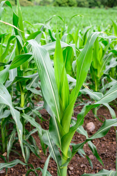 istock Closeup of corn field. 683121934