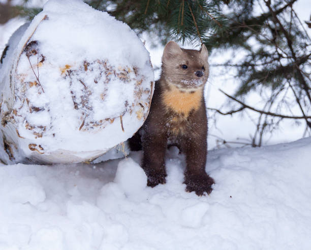 istock Pine marten standing next to log in deep snow with fir tree behind 683125034