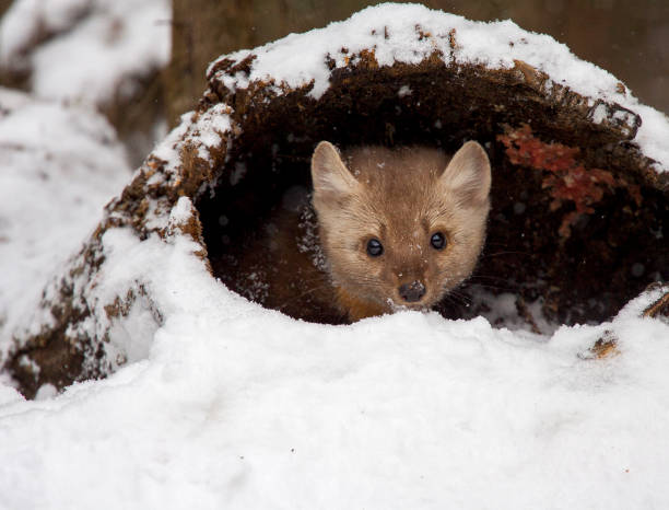 Pine martin hiding in hollow log in snow during winter time stock photo