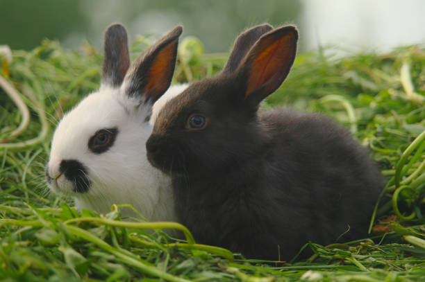 istock Black and white baby rabbits on green grass 683130090