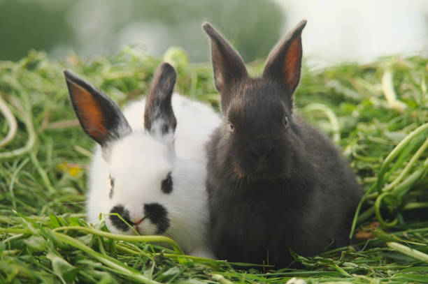 istock Black and white baby rabbits on green grass 683130094