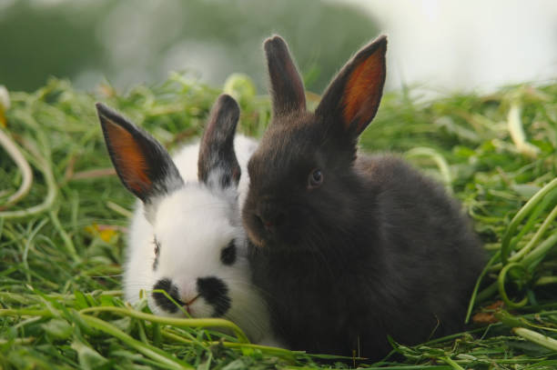 istock Black and white baby rabbits on green grass 683130098