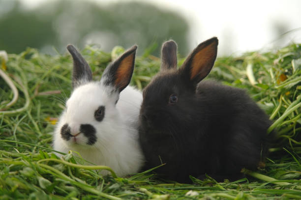 istock Black and white baby rabbits on green grass 683130184