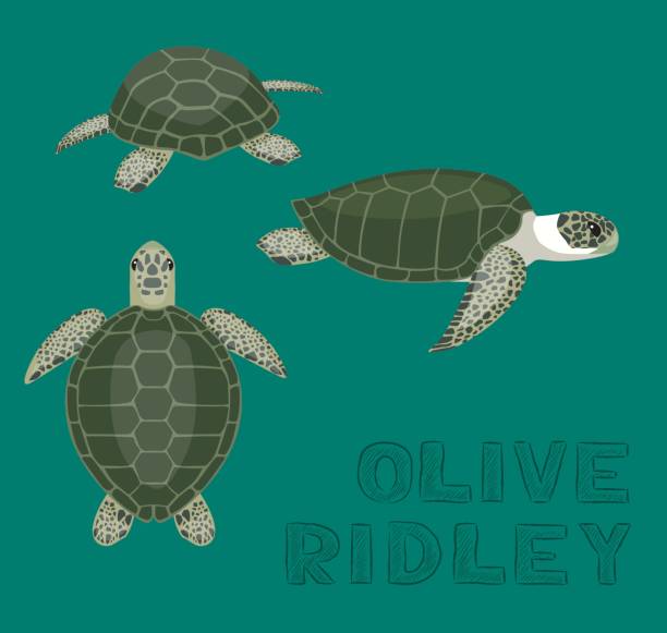 Sea Turtle Olive Ridley Cartoon Vector Illustration Animal Cartoon EPS10 File Format pacific ridley turtle stock illustrations