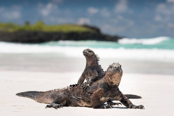 istock Marine Iguanas Mating, Santa Cruz Island, Galapagos, Ecuador 683142500