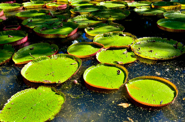 istock Giant water lilies in Pamplemousses garden - Mauritius 683145572
