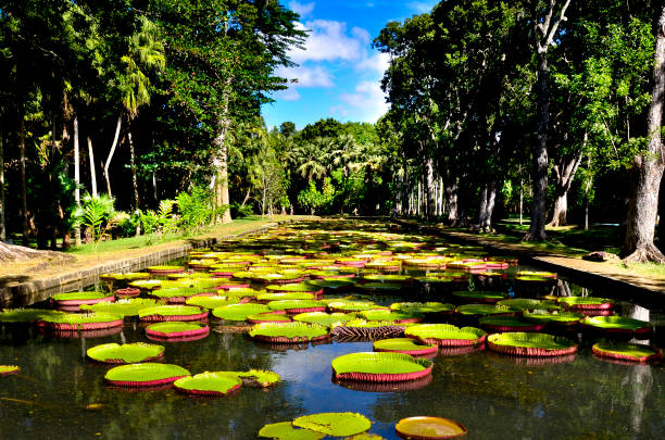巨大な水ユリ パンプムス ガーデン - モーリシャス - water lily lily water flower ストックフォトと画像