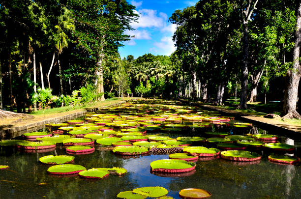 Botanischer Garten Pamplemousses Mauritius