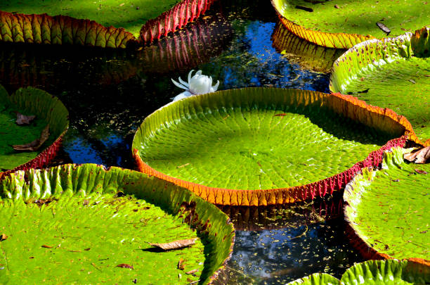 istock Giant water lilies in Pamplemousses garden - Mauritius 683145634