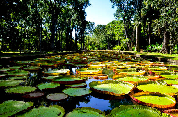 lirios de agua gigante en el jardín de pamplemousses - mauricio - lillypad lily water lily water fotografías e imágenes de stock