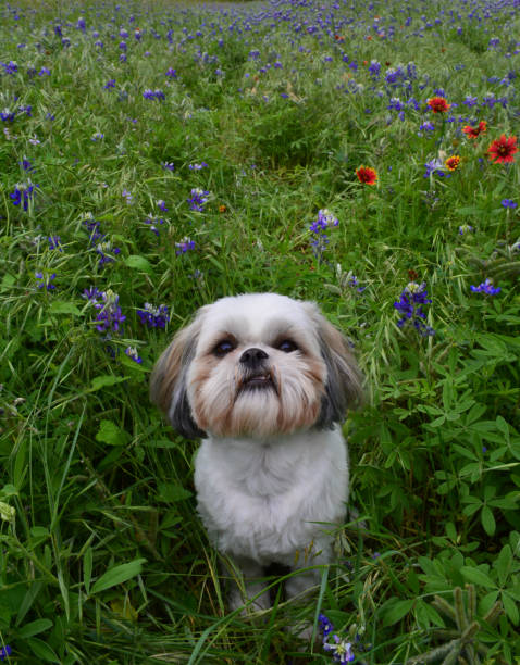 istock Bluebonnet Smirky Smile 683146386