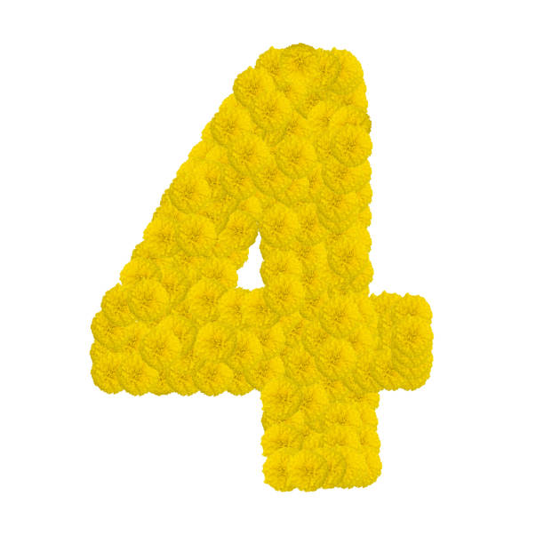 Number 4 made from marigold flower isolated on white background