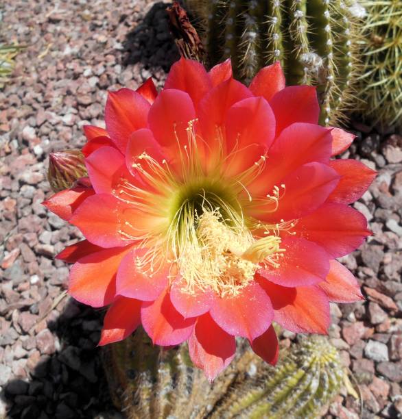 istock Torch Cactus Flower in the Garden 683148874