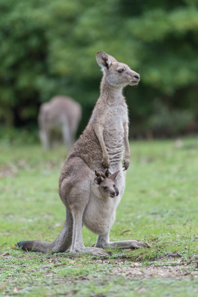 istock Mother kangaroo and her baby 683149142