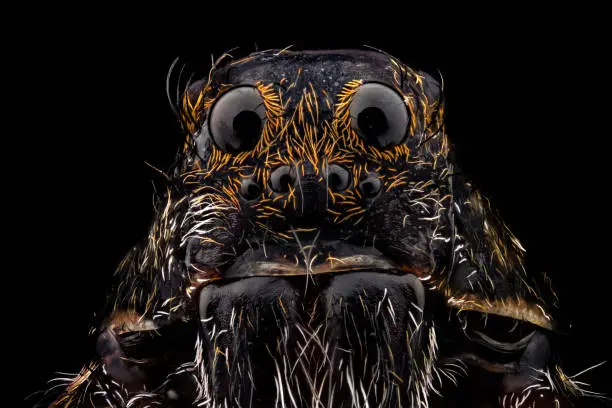 Photo of Portrait of a wolf spider