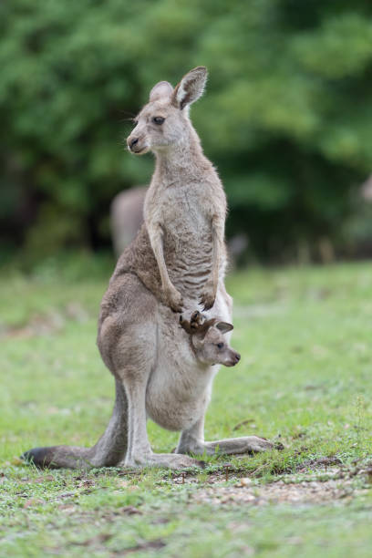 istock Mother kangaroo and her baby 683149286