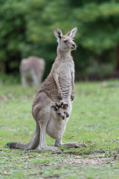 istock Mother kangaroo and her baby 683149354