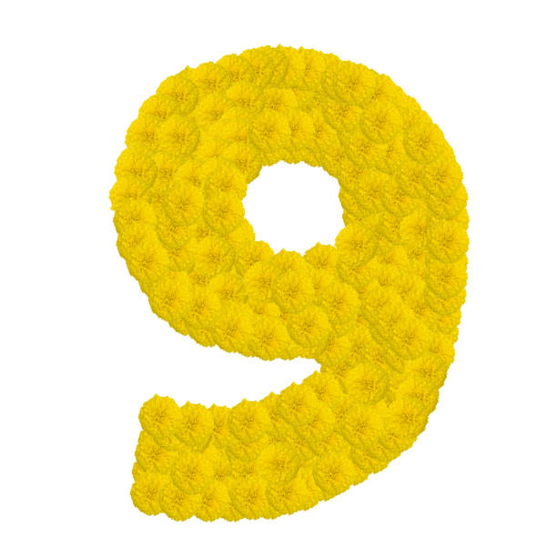istock Number 9 made from marigold flower isolated on white background 683152258