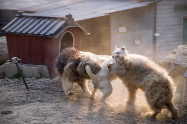 Dog Fight_1 The fight is ouccrred by Love affair 폭력 stock pictures, royalty-free photos & images