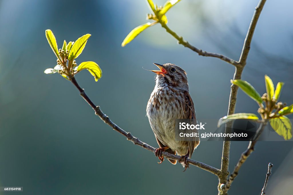 Small song sparrow on branch. A small song sparrow is perched on a branch in Idaho. Song Sparrow Stock Photo