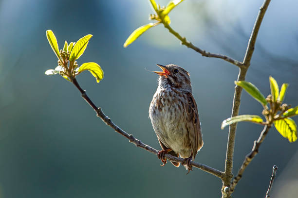 Small song sparrow on branch. A small song sparrow is perched on a branch in Idaho. song sparrow stock pictures, royalty-free photos & images