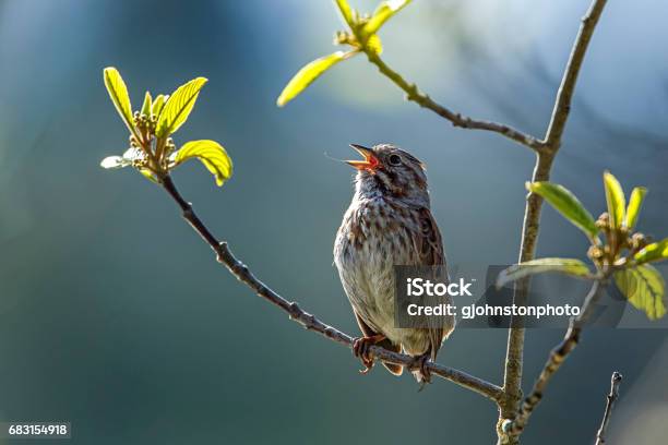 Small Song Sparrow On Branch Stock Photo - Download Image Now - Song Sparrow, Songbird, Animal