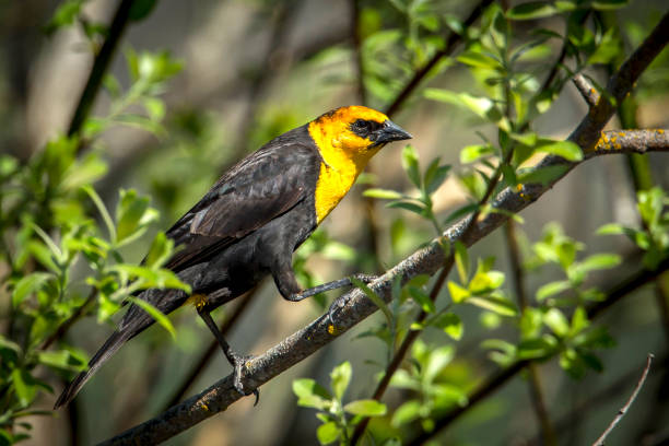 istock Side view of yellow headed blackbird. 683154938