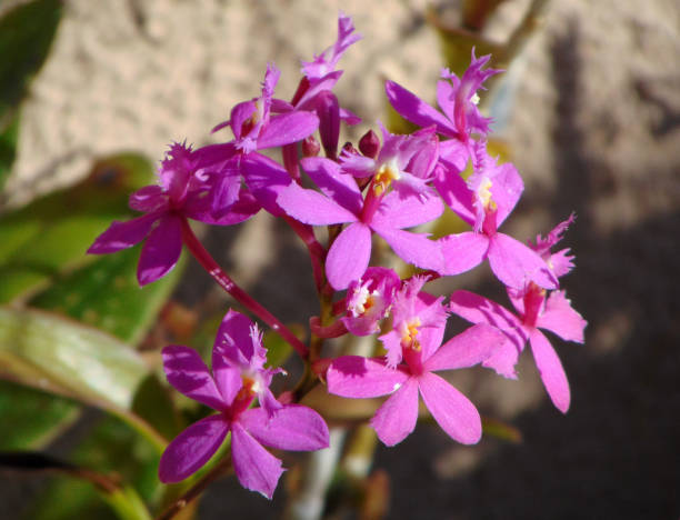 istock Flowers Blooming In My Backyard 683155086
