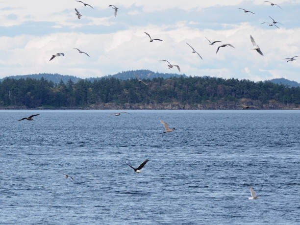 istock Bald Eagle flying with freshly caught fish in claws, surrounded by seagulls 683155122