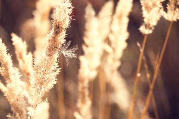 istock Autumn grasses in the field at sunset. 683155200