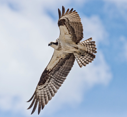 An amazing picture of an osprey or sea hawk trying to hunt