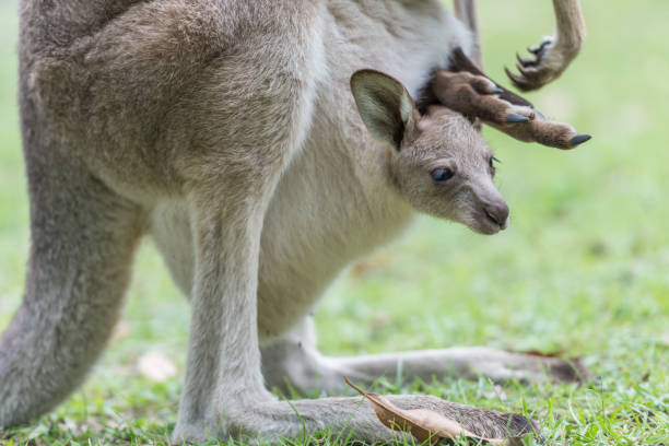 istock Close-up of a baby kangaroo 683155520