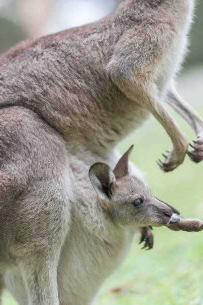 istock Close-up of a baby kangaroo 683155604