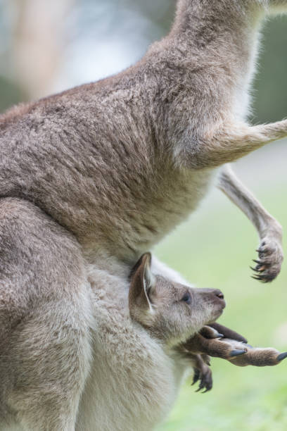 istock Close-up of a baby kangaroo 683155686