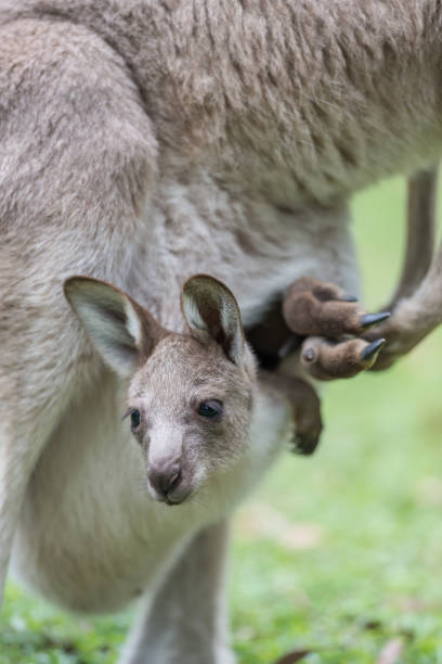 istock Close-up of a baby kangaroo 683155896