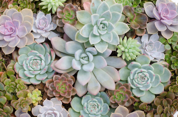 istock Group of cactus in a pot 683156036