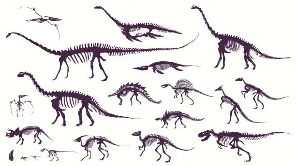 Vector illustration of Set, silhouettes, dino skeletons, dinosaurs, fossils.