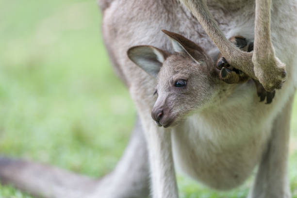 istock Close-up of a baby kangaroo 683158258