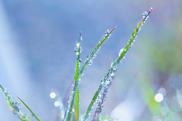 istock Fresh green grass with dew drops closeup. Nature Background 683158590