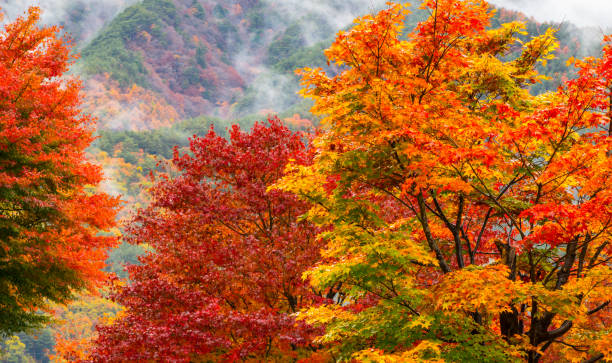 foglia d'autunno - tree area japanese fall foliage japanese maple autumn foto e immagini stock