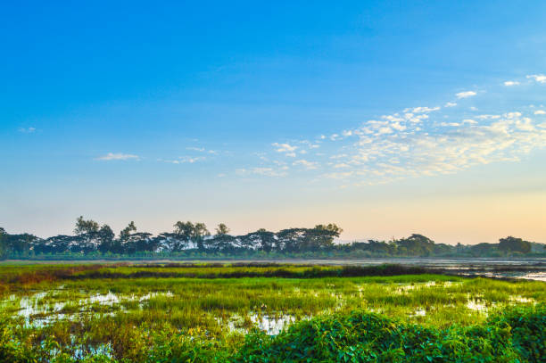 istock Rice field, blue sky, cloud and sun at twilight 683162278