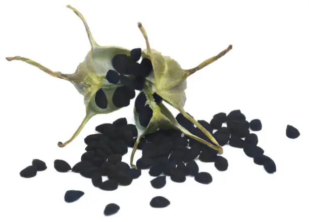 Nigella seeds from pod over white background