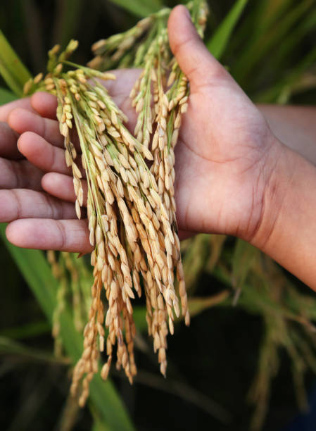 istock Hand holding golden paddy seeds 683162482