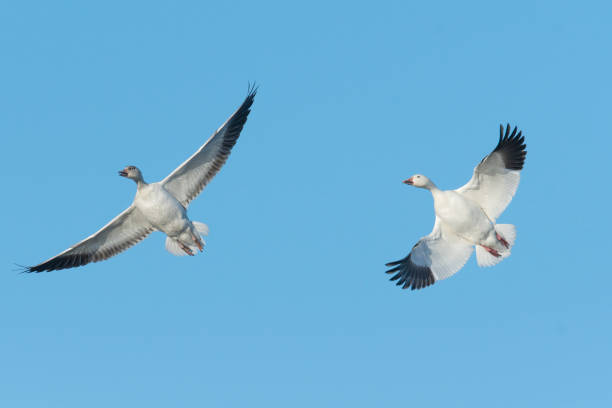 istock snow goose flight in japan 683162666