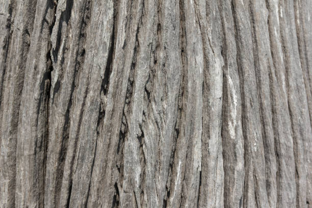 Old rough wood texture. Wooden texture. Wooden background. Tree texture. Tree background. Crack tree texture. Old tree texture. Old tree background. Exotic tree texture. Nature texture background. textura de madera rugosa antigua. textura de madera. fondo de madera. textura de árbol. fondo de árbol. textura del árbol de grietas. textura de árbol antiguo. fondo de árbol viejo. textura de árbol exótica. fondo de textura de la naturaleza.
